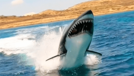 Το νέο extreme sport που θα σε τρελάνει: Υποβρύχιο jet ski σε σχήμα καρχαρία!