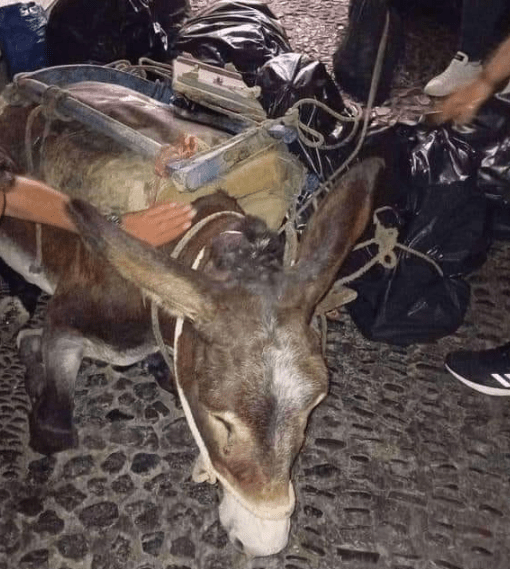 Γαϊδουράκια σε ρόλο «απορριμματοφόρου» - Έγκλημα χωρίς τιμωρία στη Σαντορίνη