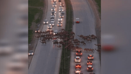 Καραβάνι με καμήλες προκάλεσε κυκλοφοριακό «κομφούζιο» - Δείτε το απολαυστικό στιγμιότυπο