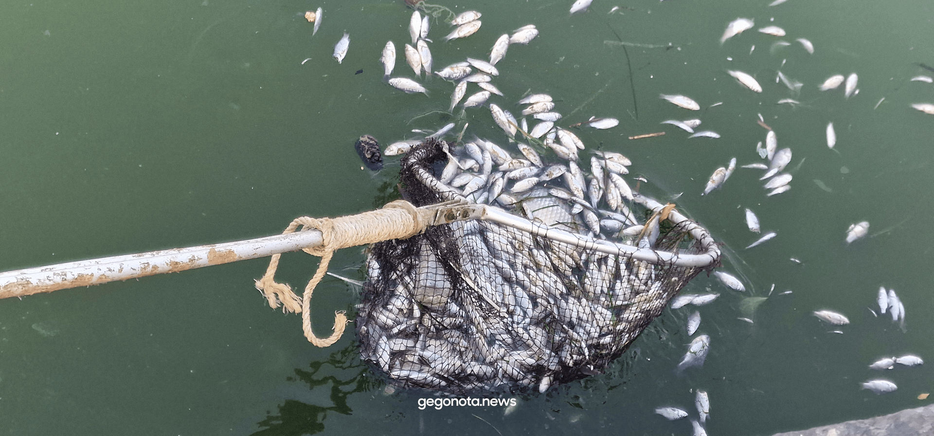 Αποκρουστικό θέαμα στο λιμάνι του Βόλου - Γέμισε με νεκρά ψάρια, αφόρητη η μυρωδιά