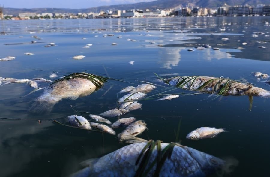 Κραυγή αγωνίας των ξενοδόχων στη Μαγνησία: Τα νεκρά ψάρια «ταφόπλακα» στον τουρισμό