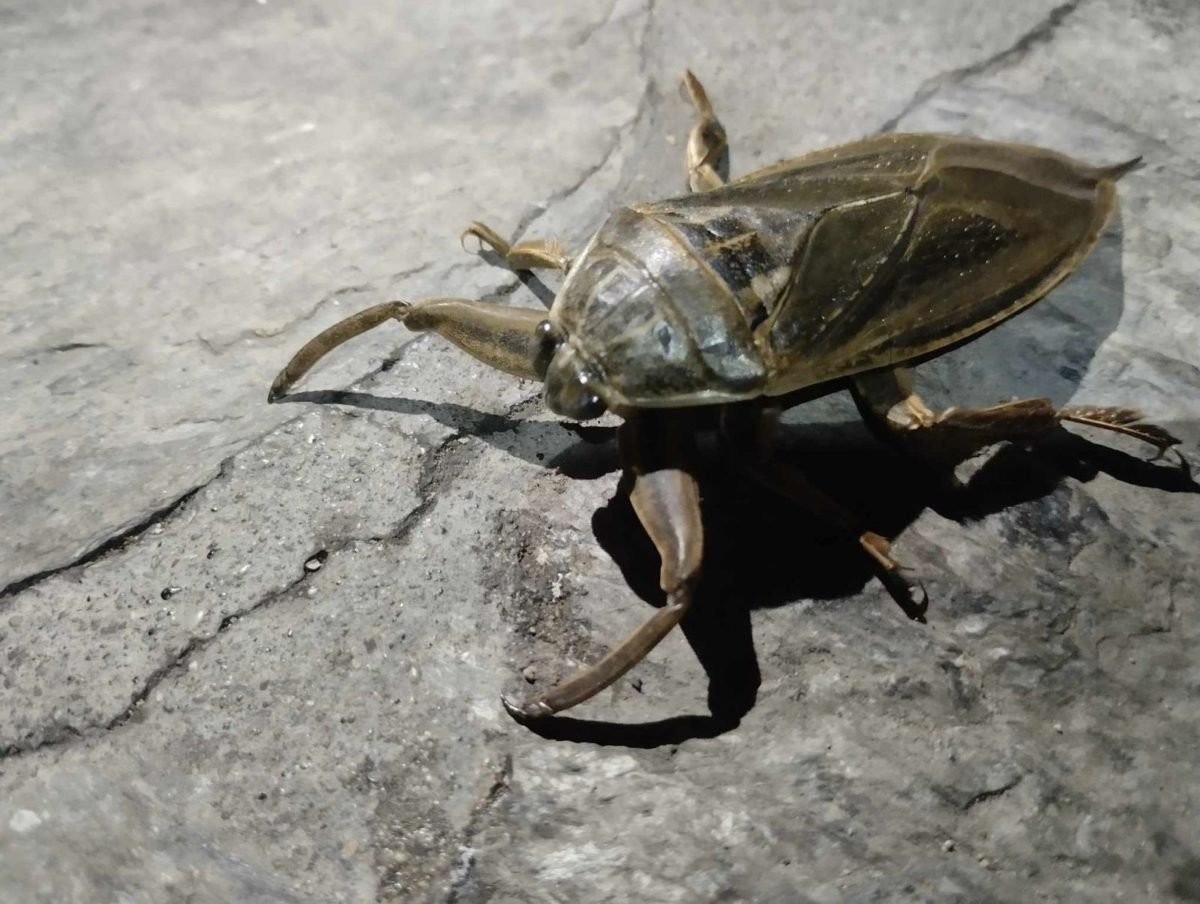 «Πάγωσαν» στη Λάρισα με νέα εμφάνιση του λιθόκερου - Το έντομο που μοιάζει με γιγάντια κατσαρίδα