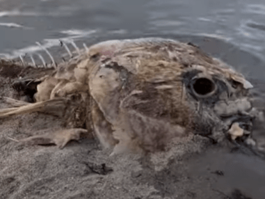 Μυστηριώδες θαλάσσιο πλάσμα ξεβράστηκε σε παραλία - Κανείς δεν ξέρει τι είναι