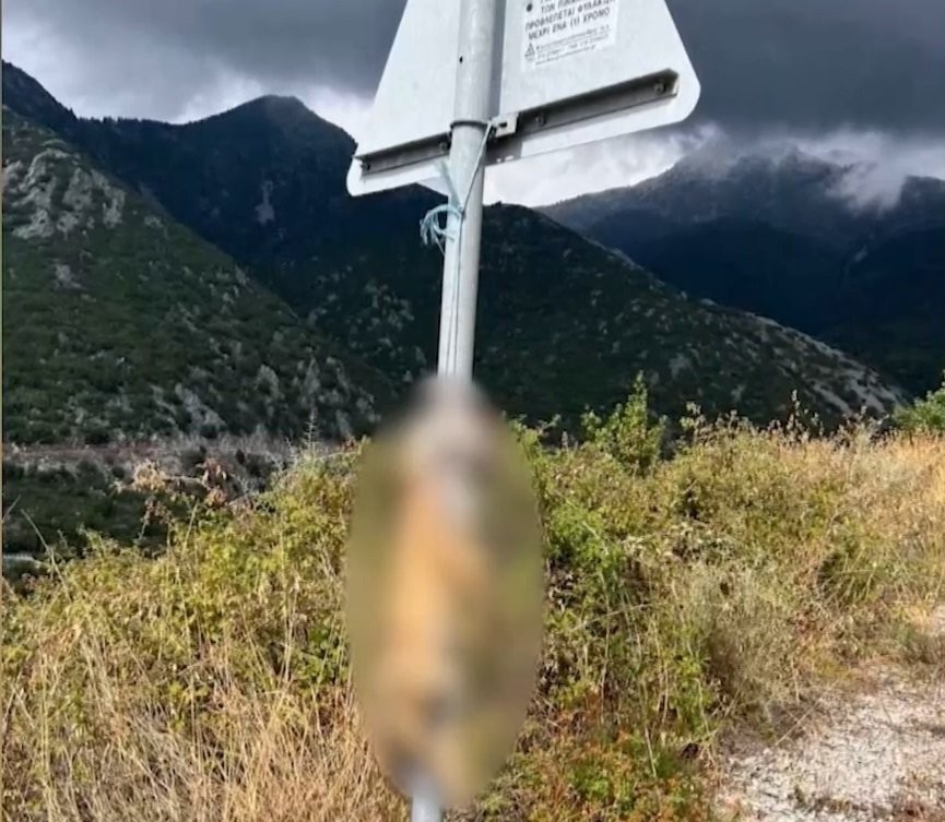 Κτηνωδία στη Μεσσηνία: Δολοφόνησαν και κρέμασαν άγρια ζώα σε κοινή θέα