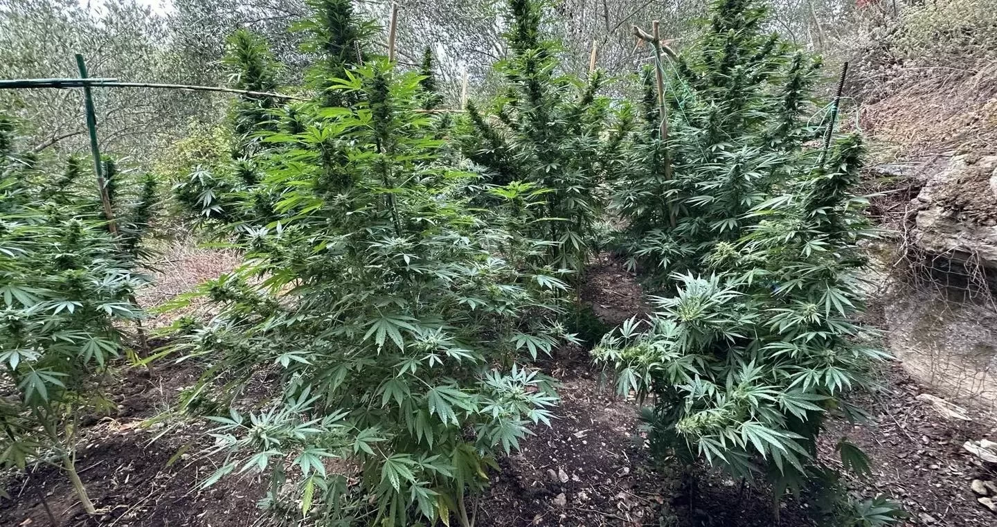 Εντόπισαν και ξερίζωσαν δενδρύλλια κάναβης... τρία μέτρα στον Μυλοπόταμο