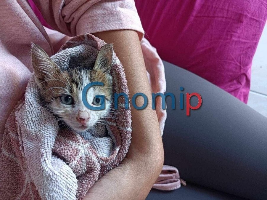 Βρήκαν σώο γατάκι... «τσιμεντωμένο» κάτω από πεζοδρόμιο