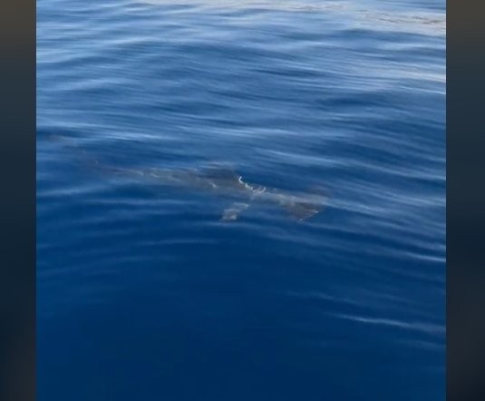 Σφυροκέφαλος καρχαρίας περιτριγύριζε σκάφος ψαρά στον Σαρωνικό!
