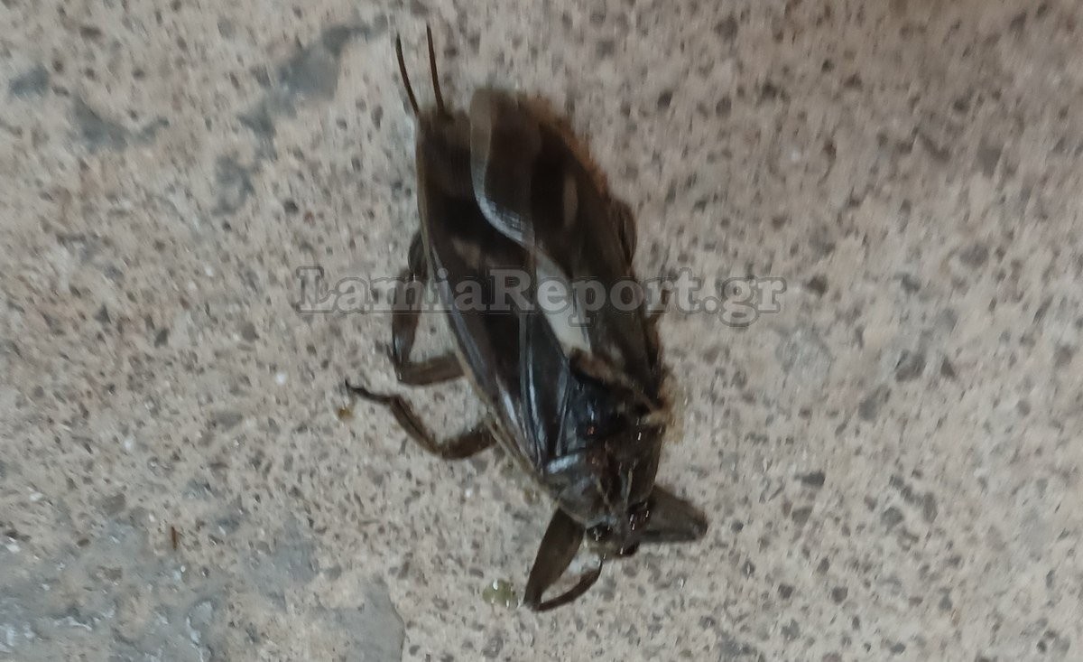Το τεράστιο δηλητηριώδες έντομο που σκορπά το φόβο εντοπίστηκε και στη Λαμία