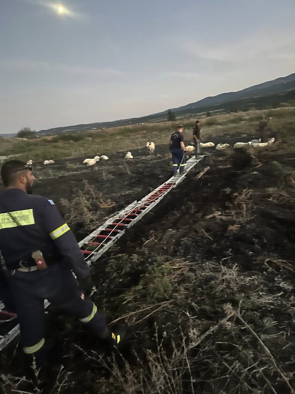Θεσσαλονίκη: Πρόβατα εγκλωβίστηκαν σε βάλτο - Τεράστια επιχείρηση για να σωθούν