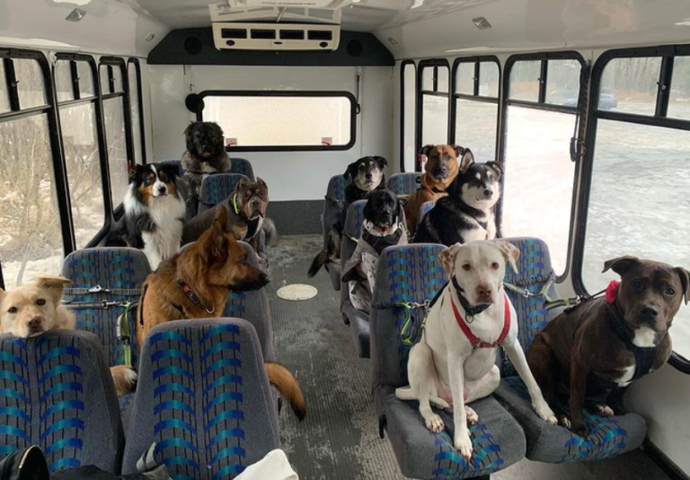 Viral: Σκύλοι στην Αλάσκα μετακινούνται με το λεωφορείο σαν άνθρωποι – Το video στο TikTok των 9 εκατ. views