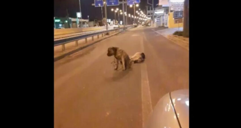 Ηράκλειο Κρήτης: Ο σπαρακτικός θρήνος σκύλου που έχασε τον φίλο του στην άσφαλτο [vid]
