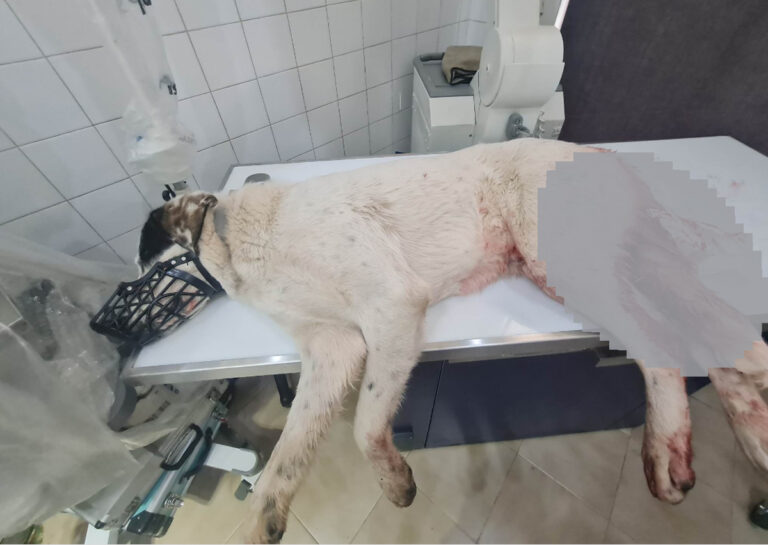 Πάτρα: Πυροβόλησαν εξ επαφής αδέσποτο σκύλο – Το ζώο ήταν γεμάτο σκάγια