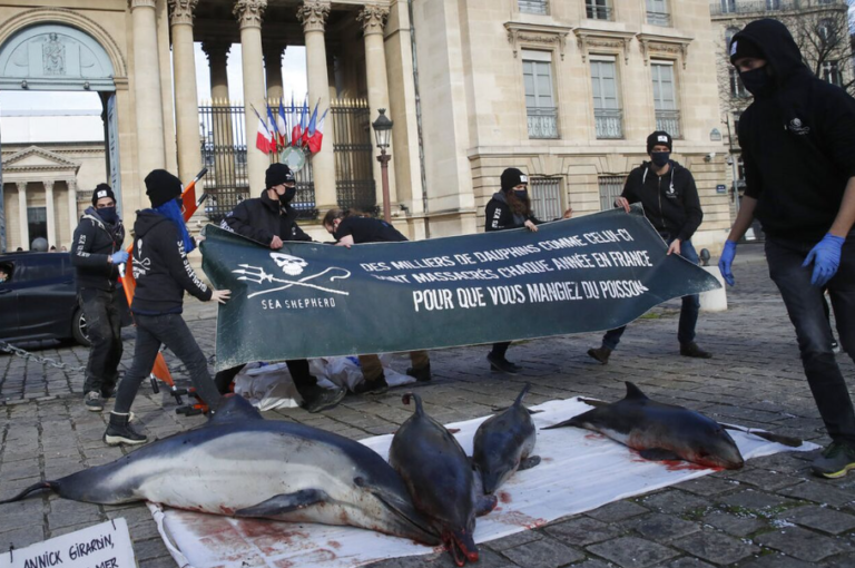 Δελφίνια ξεβράστηκαν νεκρά στις ακτές της Γαλλίας – Χτυπημένα τα περισσότερα από αλιευτικά