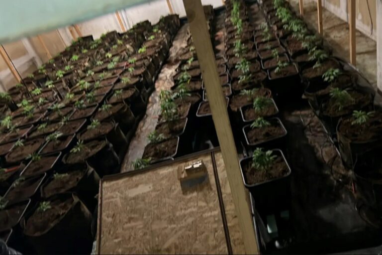 Ρέντη: Φυτώριο με 310 δενδρύλλια κάνναβης και κηπουρό – Συλλήψεις από την ΕΛ.ΑΣ [vid]