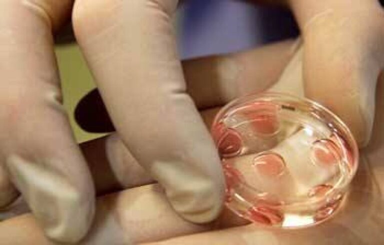 Ωάρια από αρσενικά κύτταρα: Ανοίγει ο δρόμος για μωρά με δύο βιολογικούς πατέρες