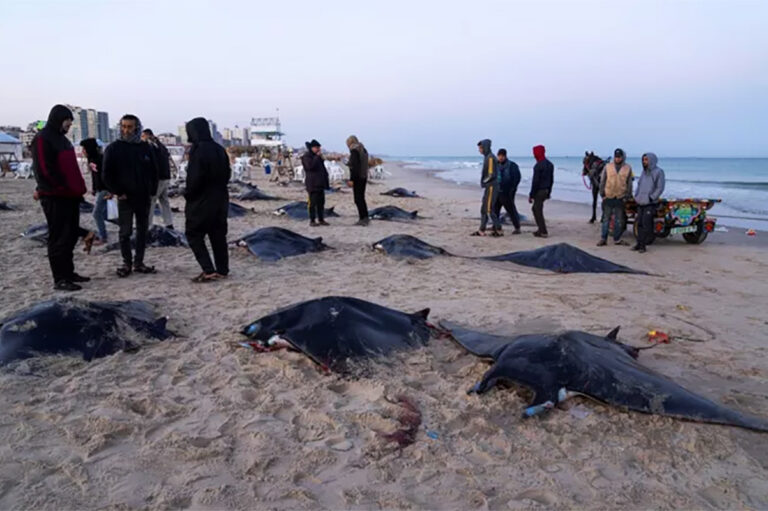 Λωρίδας της Γάζας: Δεκάδες τεράστια σαλάχια ξεβράστηκαν στην ακτή