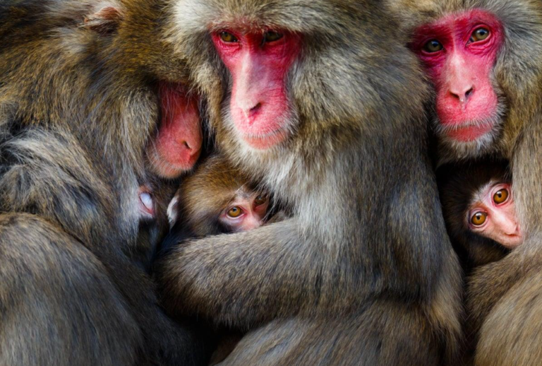 World Nature Photography Awards: Η άγρια ομορφιά της ζωής στον πλανήτη Γη